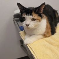 Creekview Veterinary Hospital ico