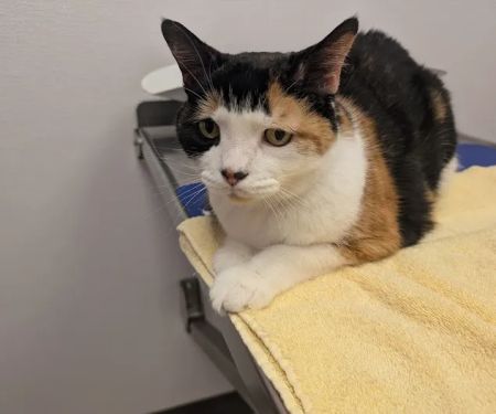 Creekview Veterinary Hospital