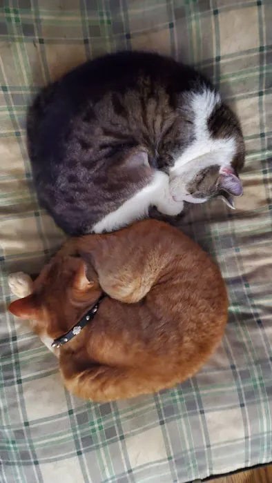 For Cats Only Veterinary Clinic Picture 3