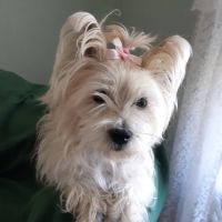 North Saucon Animal Hospital ico