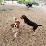 Mill Pond Veterinary Clinic & Kennel
