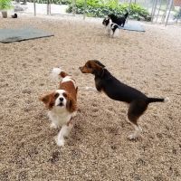 Mill Pond Veterinary Clinic & Kennel ico