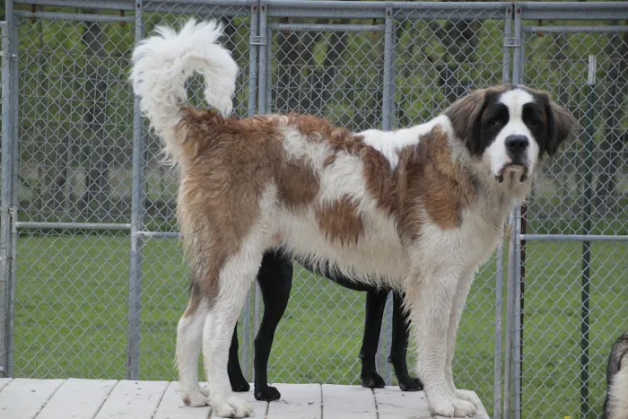 Mill Pond Veterinary Clinic & Kennel Picture 2