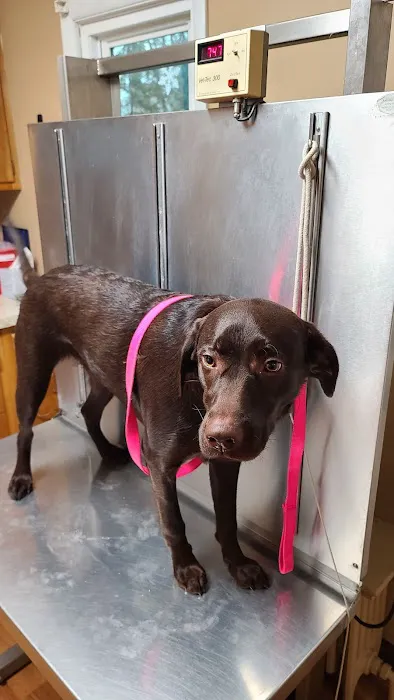 Upper Saucon Animal Hospital Picture 5