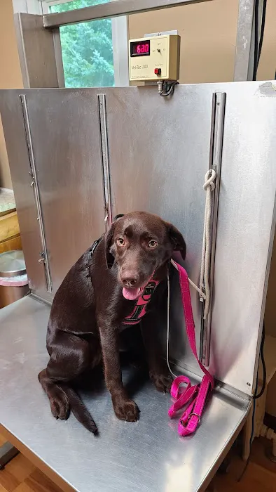 Upper Saucon Animal Hospital Picture 3