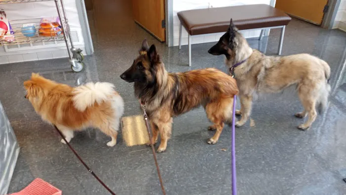 Christmas City Veterinary Hospital Picture 9