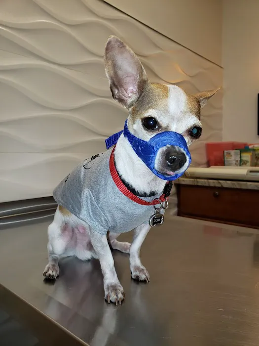 Christmas City Veterinary Hospital Picture 6