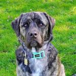 Christmas City Veterinary Hospital