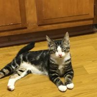 Dr. Karen's Critter Care ico