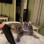 HanoverView Animal Hospital