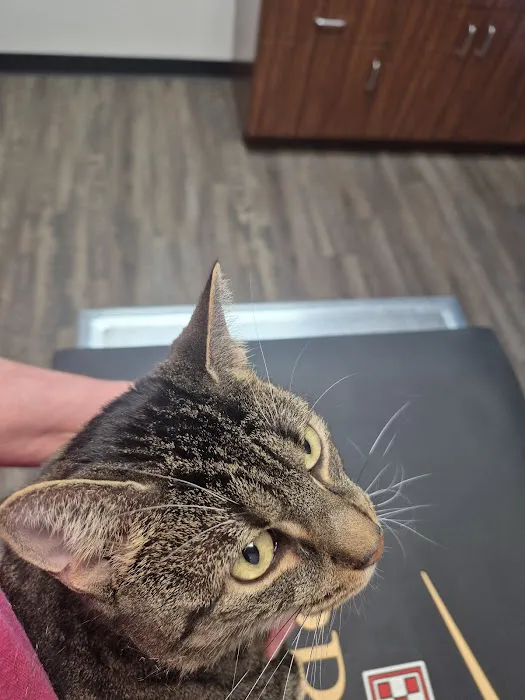 Pet Stat Animal Urgent Care Picture 4
