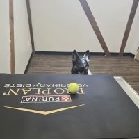 Pet Stat Animal Urgent Care ico