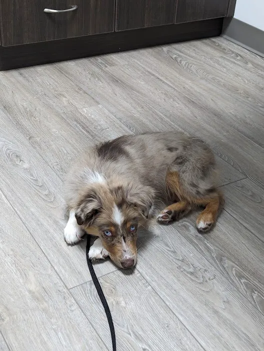 Central Bucks Veterinary Hospital Picture 6