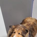 Central Bucks Veterinary Hospital