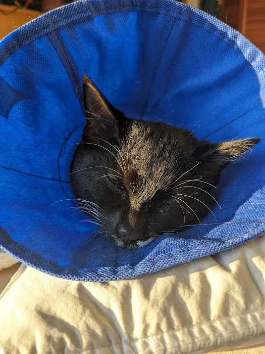 Central Bucks Veterinary Hospital Picture 8