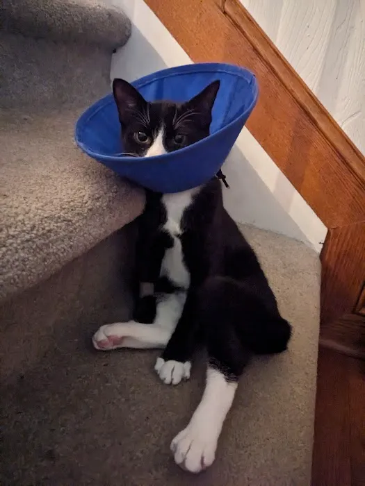 Central Bucks Veterinary Hospital Picture 10