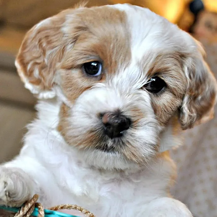 Doylestown Animal Medical Clinic Picture 4