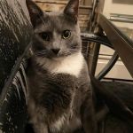 Doylestown Animal Medical Clinic