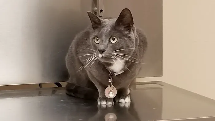 Doylestown Animal Medical Clinic Picture 6
