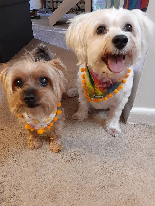 Doylestown Veterinary Hospital & Holistic Pet Care Picture 10