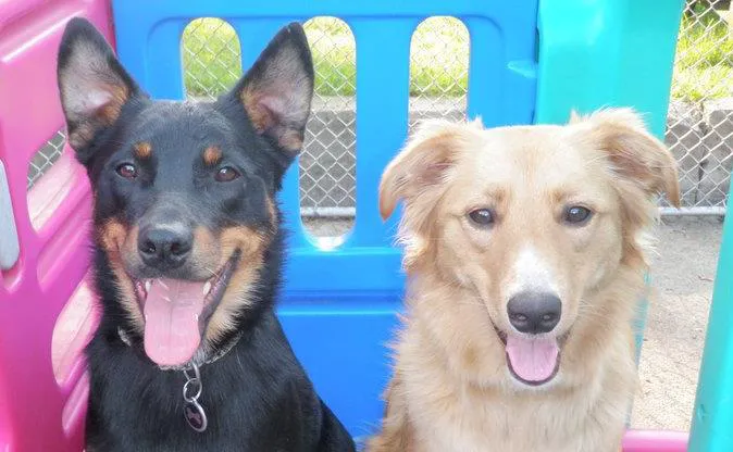 Doylestown Veterinary Hospital & Holistic Pet Care Picture 6