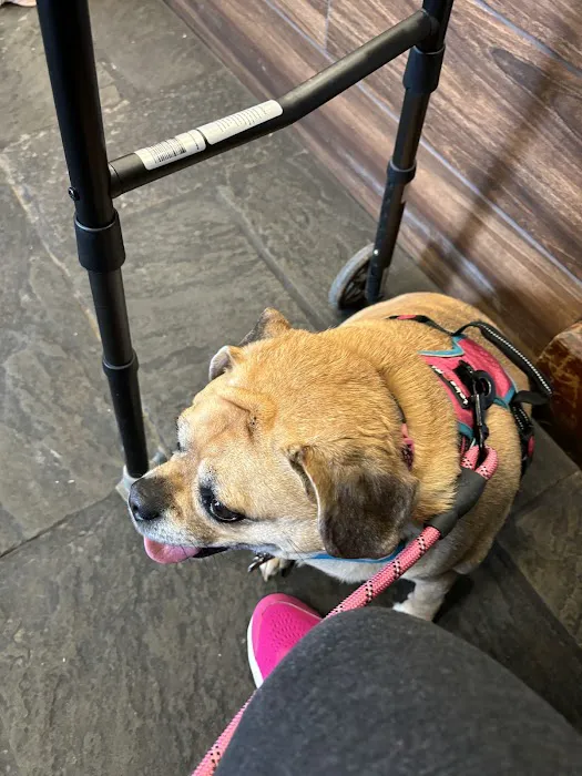 Doylestown Veterinary Hospital & Holistic Pet Care Picture 3