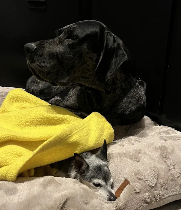 Alpha Veterinary Hospital Picture 3