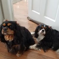 Alpha Veterinary Hospital ico