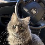 Rockhill Veterinary Associates