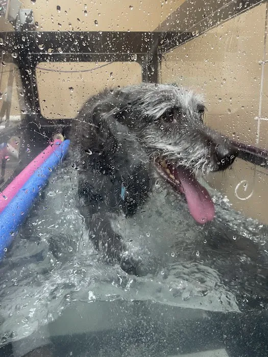 All Good Pets Inc Picture 4