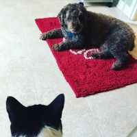Circle of Life Veterinary Clinic ico