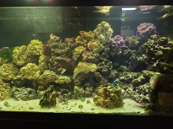okc fish lady Picture 1