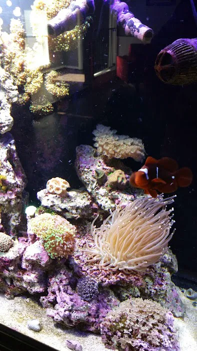 Aquarium- Tropical Fish & Supply, Inc Picture 7