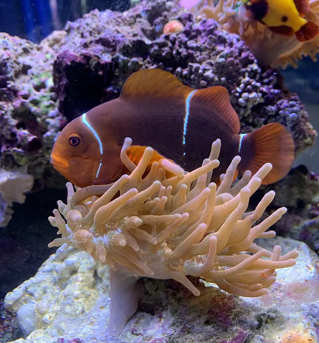 Aquarium- Tropical Fish & Supply, Inc Picture 4