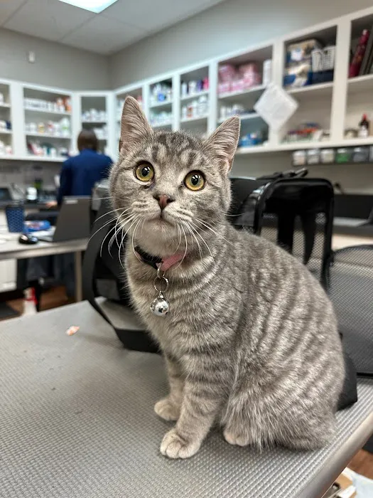 MainStreetVet.net Picture 2