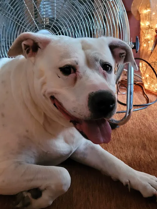 MainStreetVet.net Picture 1