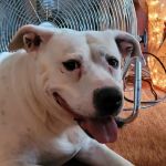 MainStreetVet.net