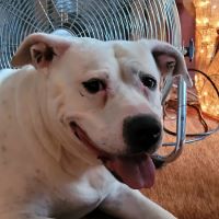 MainStreetVet.net ico