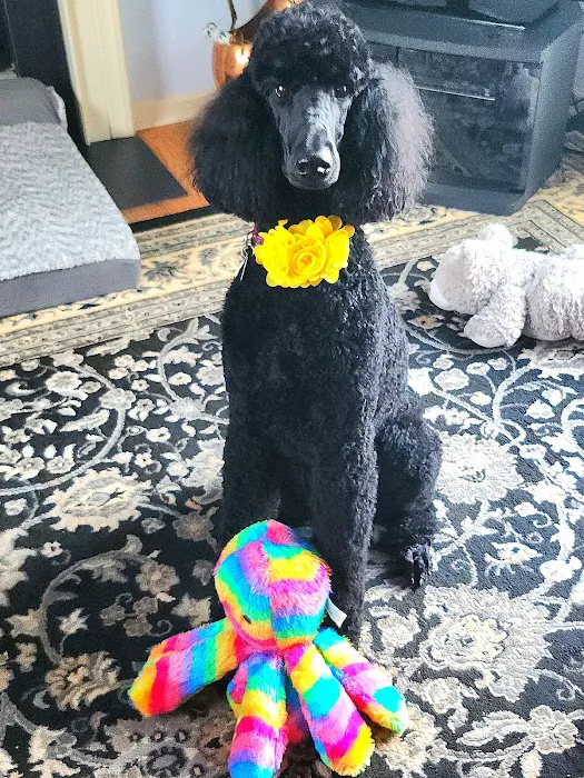 MainStreetVet.net Picture 3