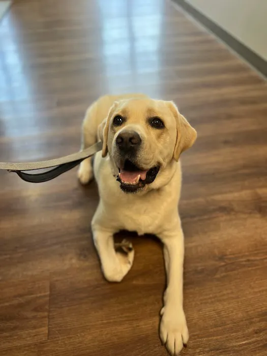 MainStreetVet.net Picture 4