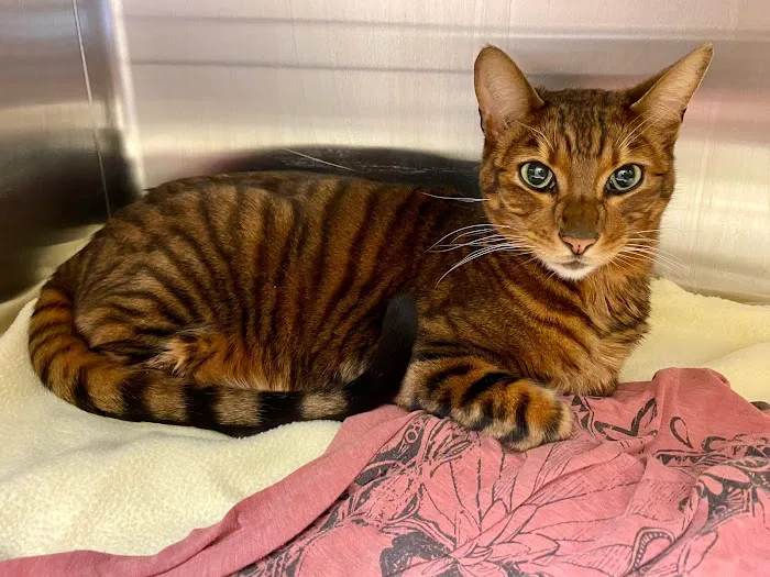 MainStreetVet.net Picture 9