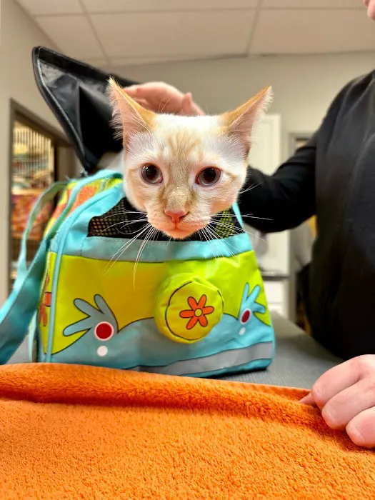 MainStreetVet.net Picture 10