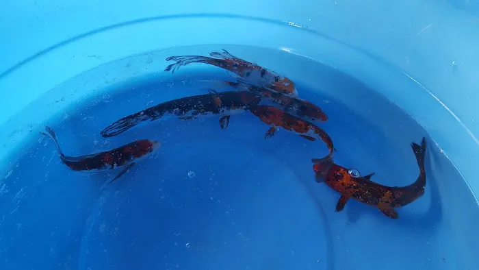 Crosstimber Koi of Edmond, LLC Picture 7