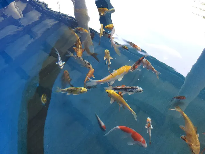 Crosstimber Koi of Edmond, LLC Picture 3