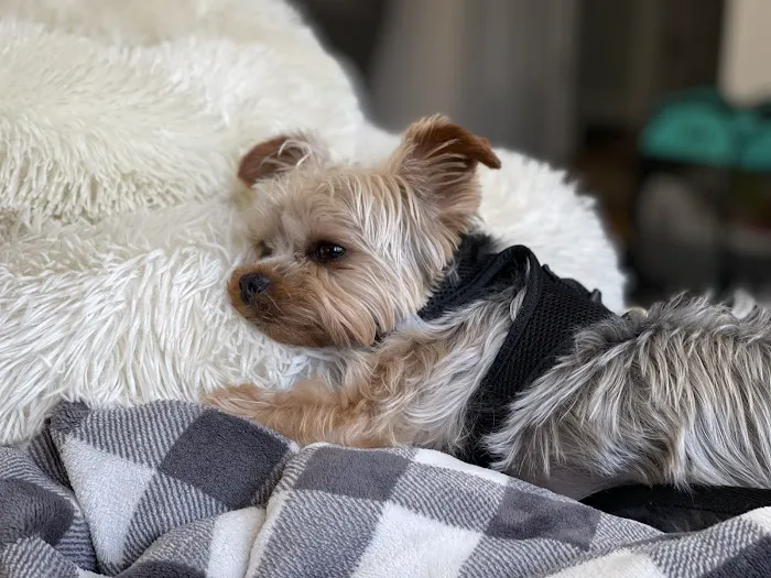 Driftway Animal Hospital Picture 7