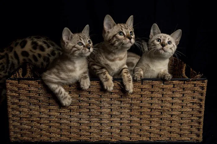Lucky 1st Bengal Kittens Picture 2