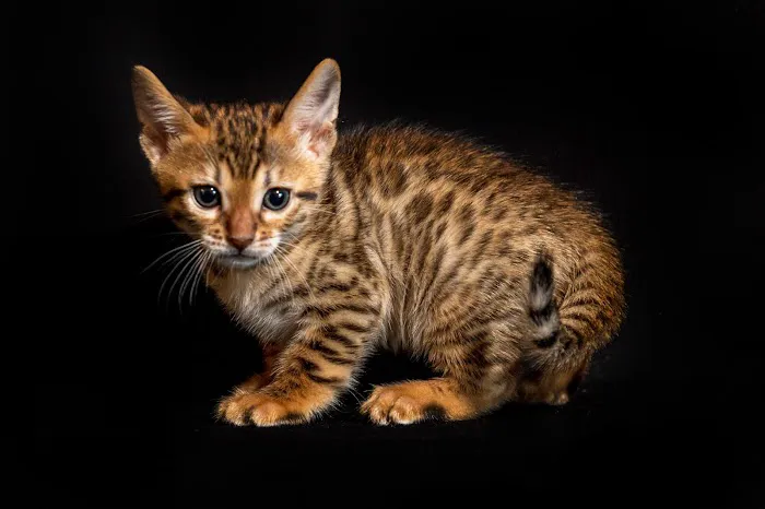 Lucky 1st Bengal Kittens Picture 8