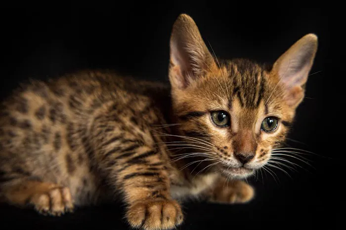 Lucky 1st Bengal Kittens Picture 3
