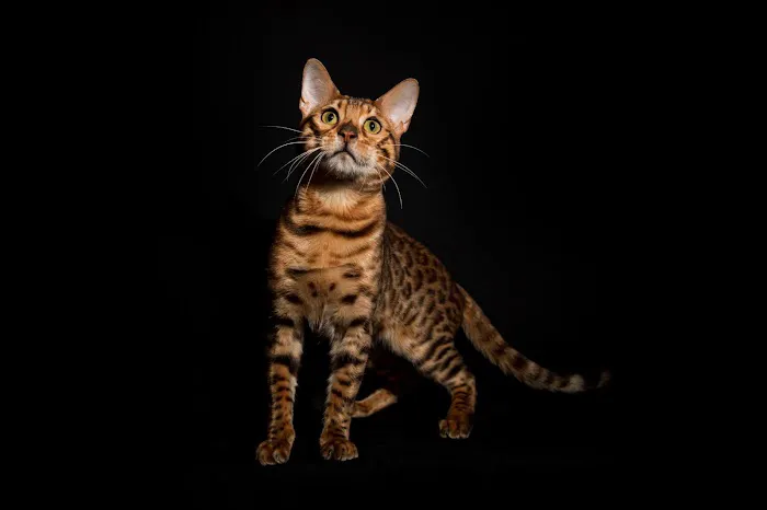 Lucky 1st Bengal Kittens Picture 9