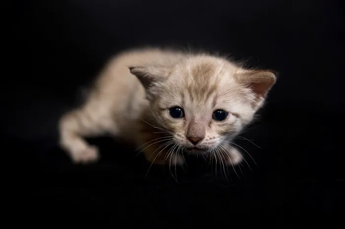 Lucky 1st Bengal Kittens Picture 6